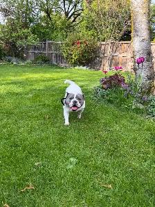 Female dog looking for a forever home - Photo 5
