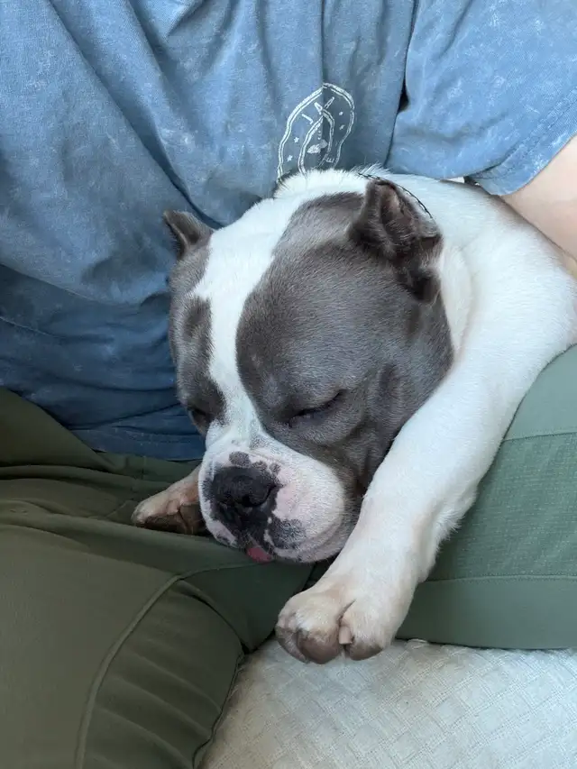 Female dog looking for a forever home - Photo 7