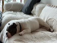 Female dog looking for a forever home - Photo 8