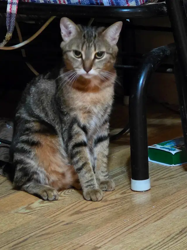 Chatte a Adopter ! Gilbert 514-569-3732