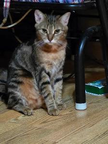 Chatte a Adopter ! Gilbert 514-569-3732