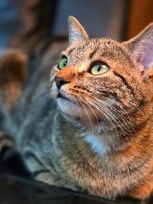 Chatte a Adopter ! Gilbert 514-569-3732 - Photo 2