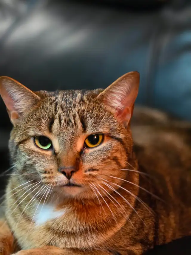 Chatte a Adopter ! Gilbert 514-569-3732 - Photo 3