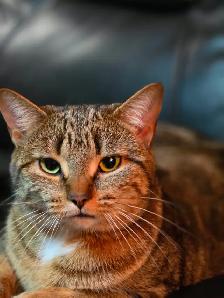 Chatte a Adopter ! Gilbert 514-569-3732 - Photo 3