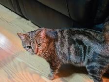 Chatte a Adopter ! Gilbert 514-569-3732 - Photo 4