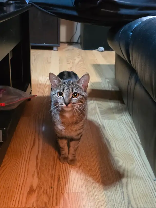 Chatte a Adopter ! Gilbert 514-569-3732 - Photo 5