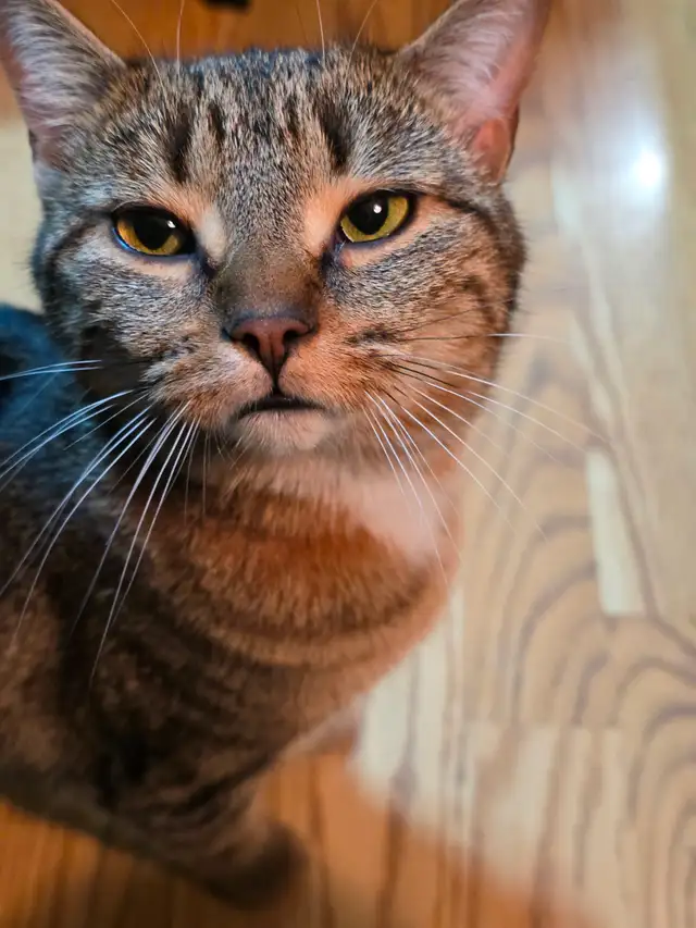Chatte a Adopter ! Gilbert 514-569-3732 - Photo 6