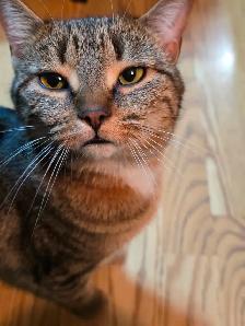 Chatte a Adopter ! Gilbert 514-569-3732 - Photo 6