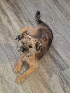 chiot chien morkie