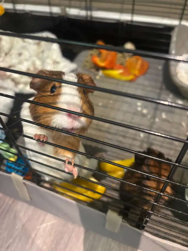 Guinea Pigs and cages - free to good home