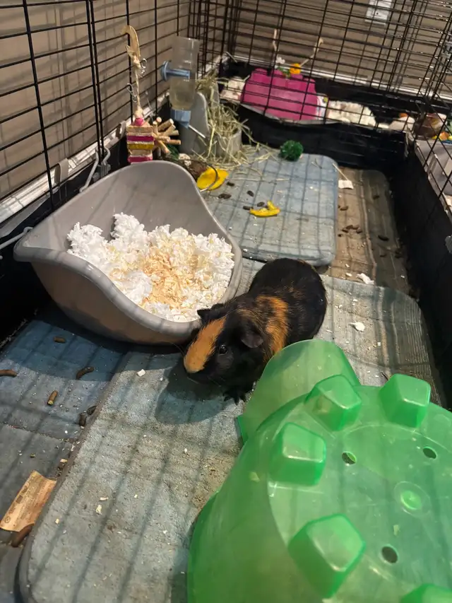 Guinea Pigs and cages - free to good home - Photo 2