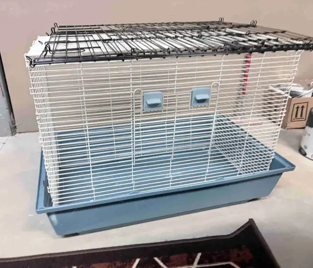 Guinea Pigs and cages - free to good home - Photo 3