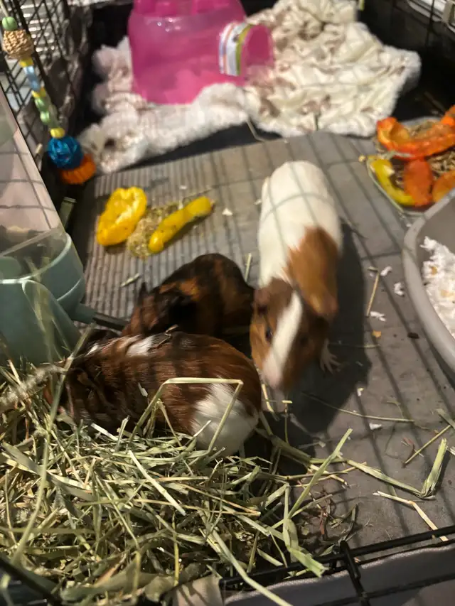 Guinea Pigs and cages - free to good home - Photo 5