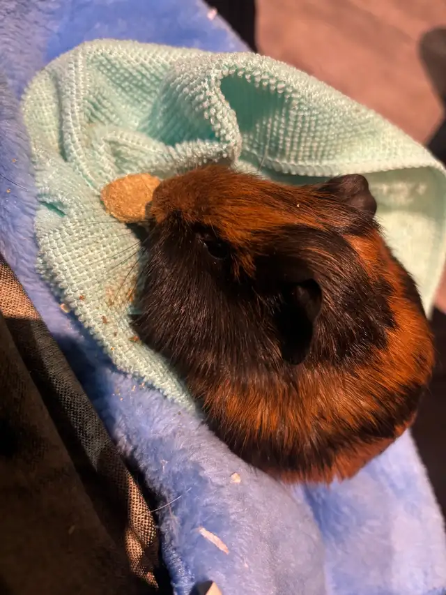 Guinea Pigs and cages - free to good home - Photo 6