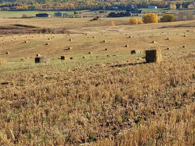 BARLEY STRAW, SMALL SQUARE BALES