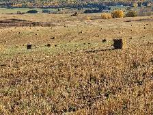 BARLEY STRAW, SMALL SQUARE BALES