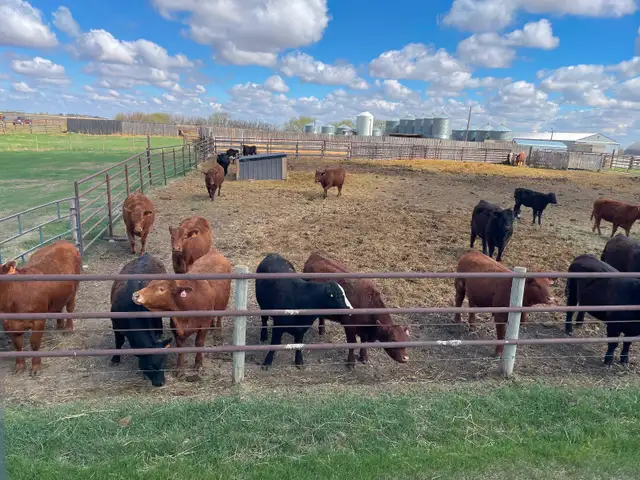 Replacement heifers