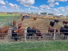Replacement heifers