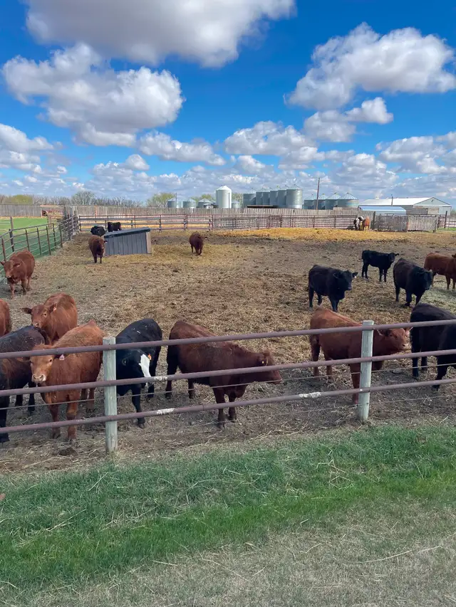 Replacement heifers - Photo 2