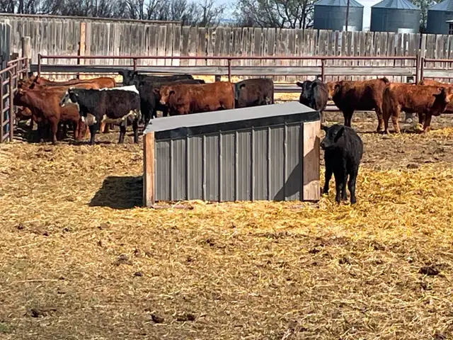Replacement heifers - Photo 3