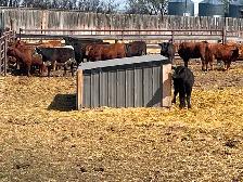 Replacement heifers - Photo 3
