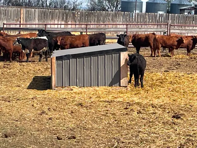 Replacement heifers - Photo 4