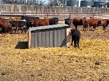 Replacement heifers - Photo 4