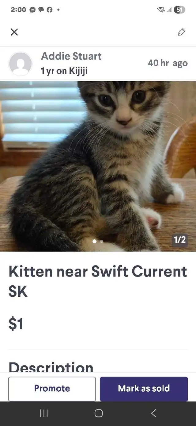 Kittens near Swift Current SK