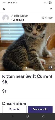 Kittens near Swift Current SK