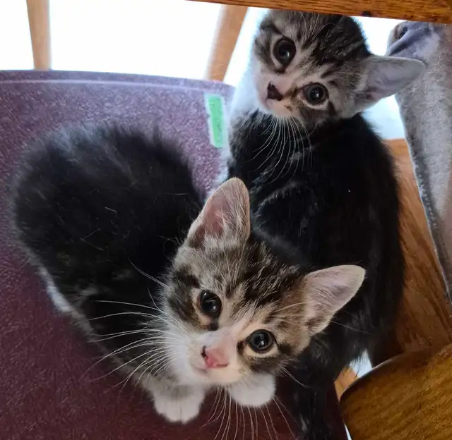 Kittens near Swift Current SK - Photo 2