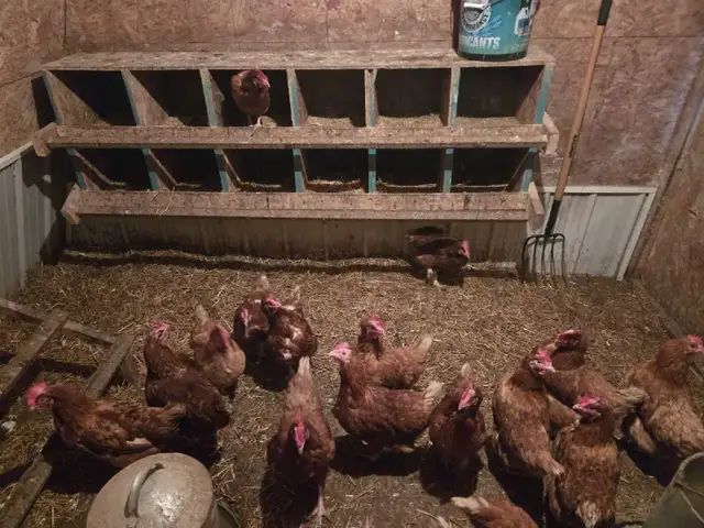 Brown laying hens
