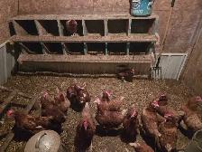 Brown laying hens