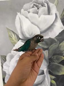Baby Violet Conure