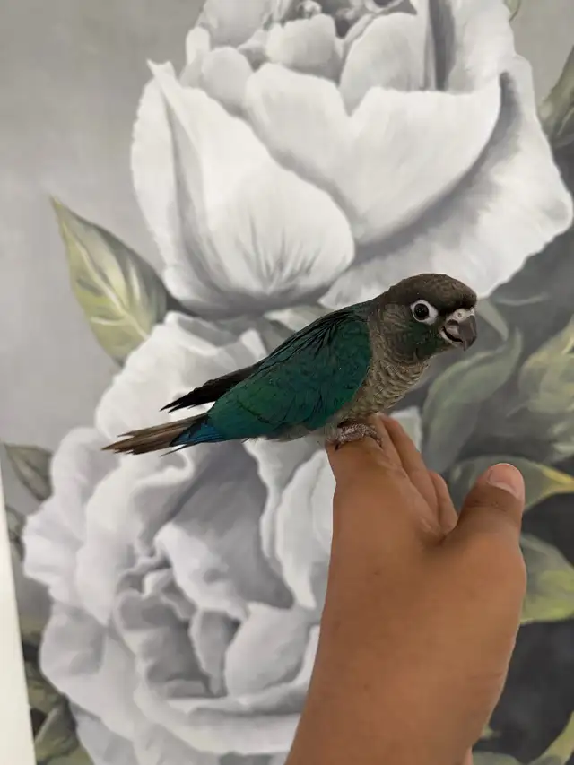 Baby Violet Conure - Photo 2