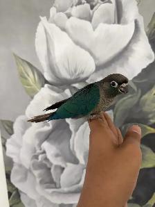 Baby Violet Conure - Photo 2