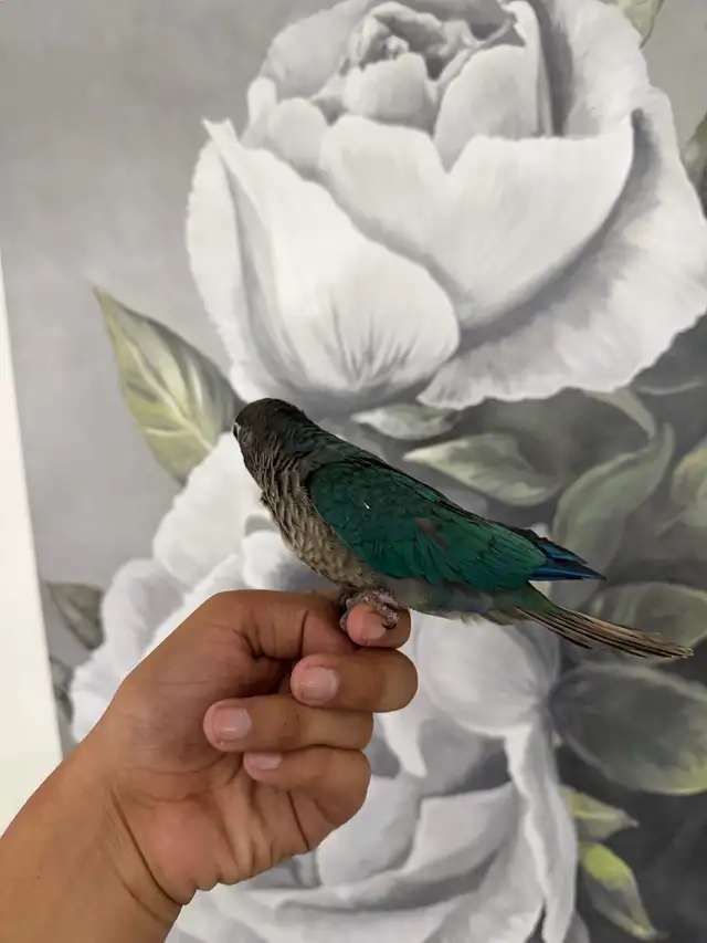 Baby Violet Conure - Photo 3
