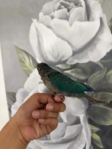 Baby Violet Conure - Photo 3