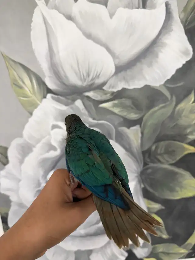 Baby Violet Conure - Photo 4