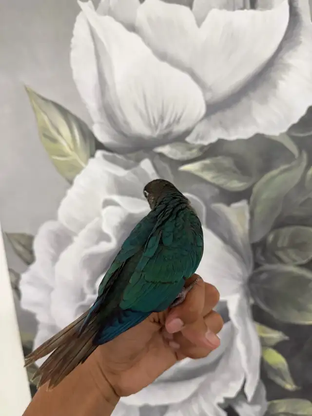 Baby Violet Conure - Photo 5