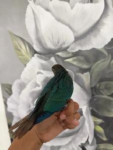 Baby Violet Conure - Photo 5