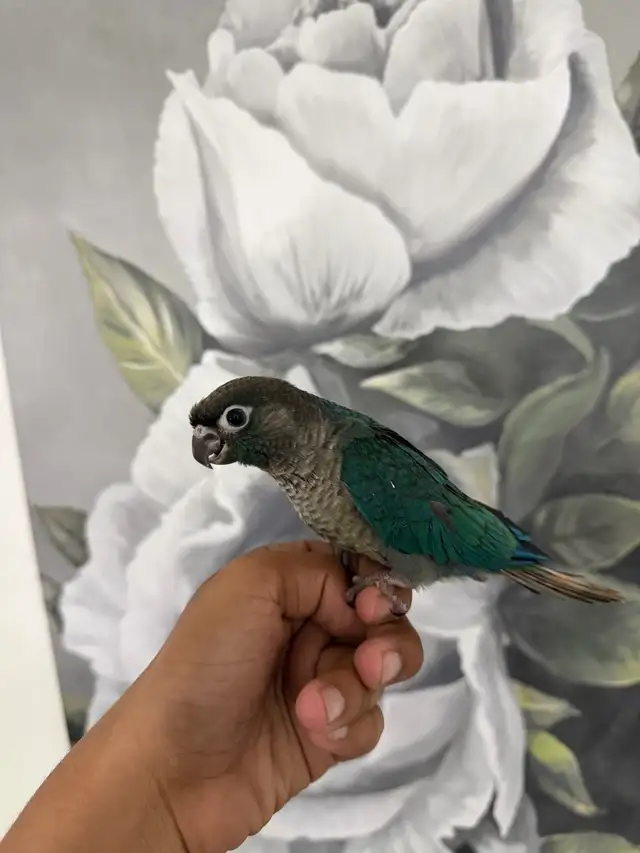 Baby Violet Conure - Photo 6