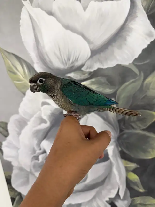 Baby Violet Conure - Photo 7