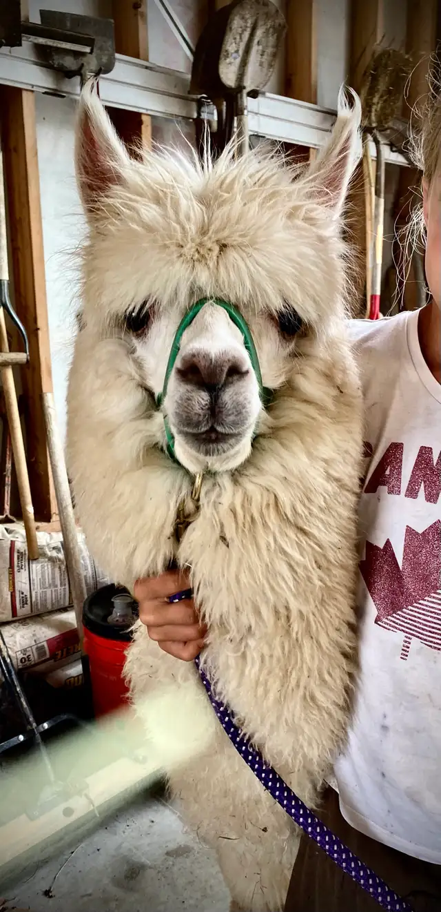 Alpacas (2 intact friendly males)