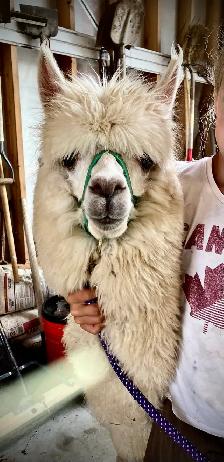 Alpacas (2 intact friendly males)