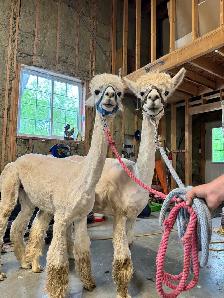 Alpacas (2 intact friendly males) - Photo 2