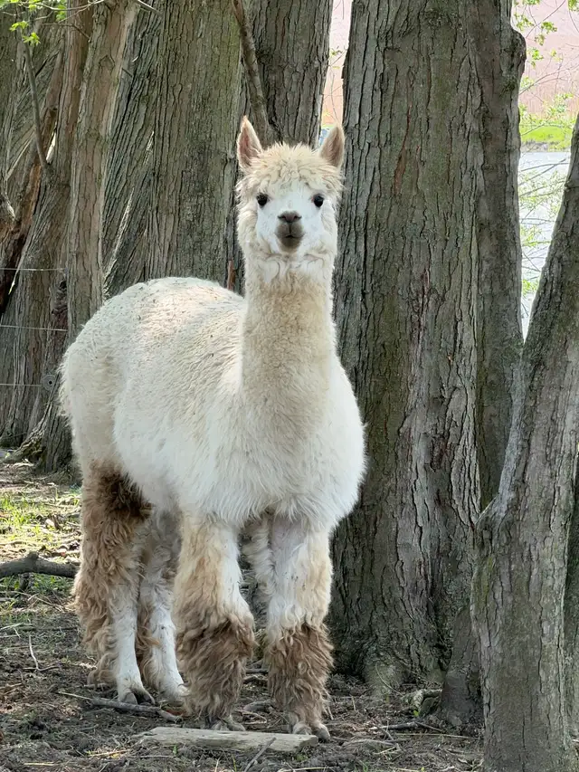 Alpacas (2 intact friendly males) - Photo 3