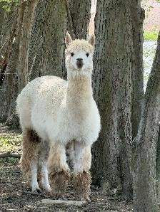 Alpacas (2 intact friendly males) - Photo 3
