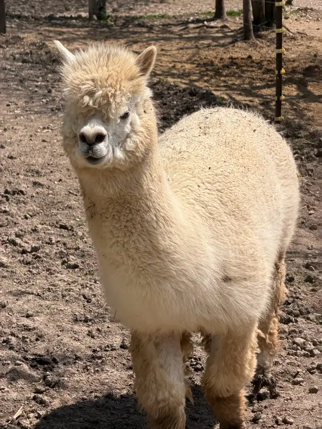 Alpacas (2 intact friendly males) - Photo 4