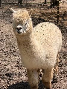 Alpacas (2 intact friendly males) - Photo 4