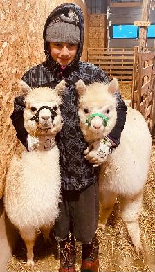 Alpacas (2 intact friendly males) - Photo 5
